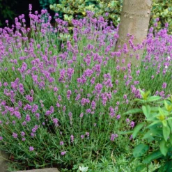 Roots Plants Perennials Lavender 'Hidcote Improved'
