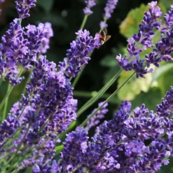 Roots Plants Perennials Lavender 'Hidcote Improved'