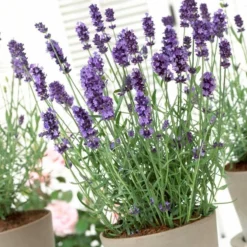 Roots Plants Perennials Lavender 'Hidcote Improved'