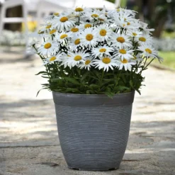 Roots Plants Leucanthemum 'Madonna' | Shasta Daisy