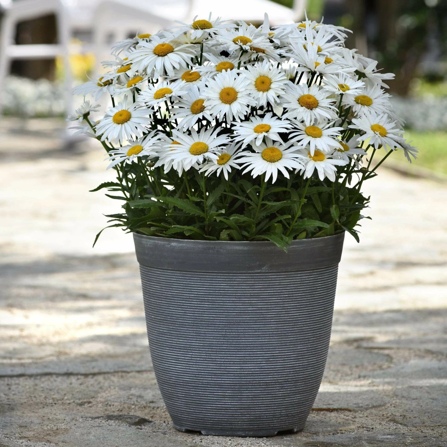 Roots Plants Leucanthemum 'Madonna' | Shasta Daisy 3 Roots Plants Leucanthemum 'Madonna' | Shasta Daisy