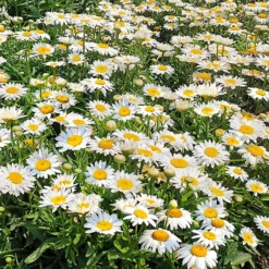 Roots Plants Leucanthemum 'Madonna' | Shasta Daisy