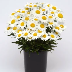 Roots Plants Leucanthemum 'Madonna' | Shasta Daisy 7 Roots Plants Leucanthemum 'Madonna' | Shasta Daisy