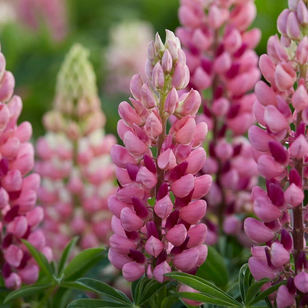 Roots Plants Lupin Legendary 'Shades Of Pink' | 1L Pot 3 Roots Plants Lupin Legendary 'Shades Of Pink' | 1L Pot