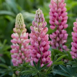 Roots Plants Lupin Legendary Shades Collection | 6 X 1L Pots