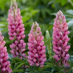 Roots Plants Lupin Legendary 'Shades Of Pink' | 1L Pot 7 Roots Plants Lupin Legendary 'Shades Of Pink' | 1L Pot