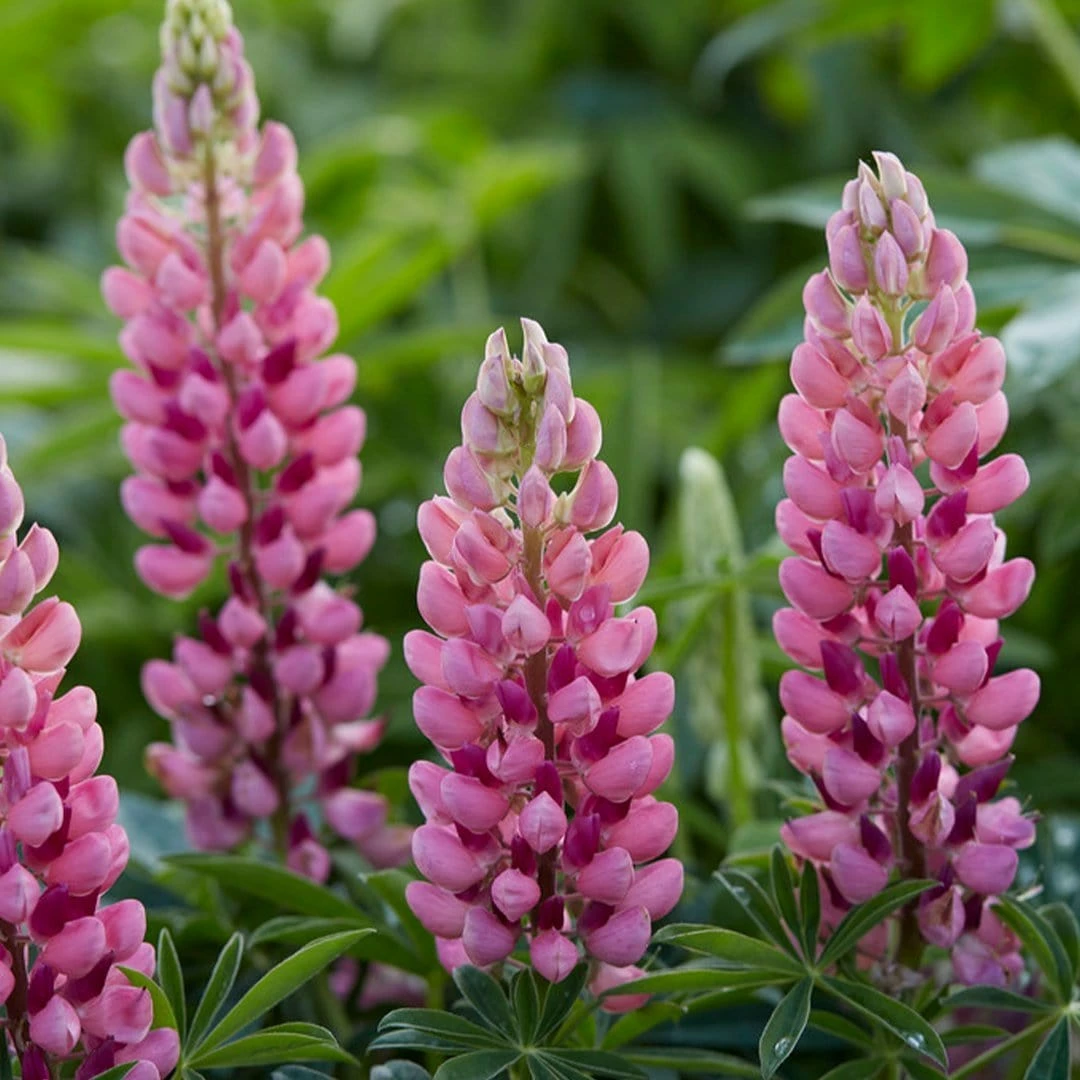Roots Plants Lupin Legendary 'Shades Of Pink' | 1L Pot 5 Roots Plants Lupin Legendary 'Shades Of Pink' | 1L Pot