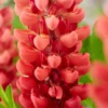 Roots Plants Lupin Legendary 'Shades Of Red' 1 Roots Plants Lupin Legendary 'Shades Of Red'