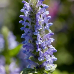 Roots Plants Perennials Catmint 'Blue Moon' | Nepeta | 10.5cm Pot