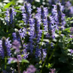 Roots Plants Perennials Catmint 'Blue Moon' | Nepeta | 10.5cm Pot