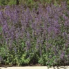 Roots Plants Catmint 'Faassenii' | Nepeta | 10.5cm Pot