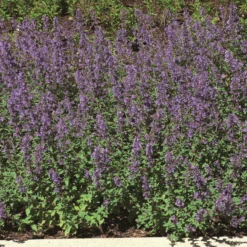 Roots Plants Catmint 'Faassenii' | Nepeta | 10.5cm Pot