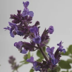 Roots Plants Catmint 'Faassenii' | Nepeta | 10.5cm Pot