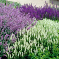 Roots Plants Catmint 'Faassenii' | Nepeta | 10.5cm Pot