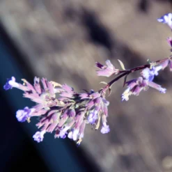 Roots Plants Perennials Catmint 'Purrsian Blue' | Nepeta