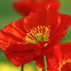 Roots Plants Perennials Red Yellow & Orange Perennial Plants Collection | Summer Flame Collection