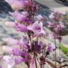 Roots Plants Perennials Penstemon 'Dark Towers' | 1L Pot
