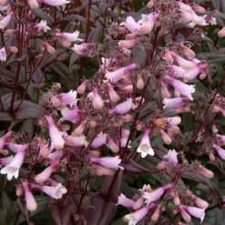 Roots Plants Perennials Penstemon 'Dark Towers' | 1L Pot