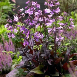Roots Plants Perennials Penstemon 'Pristine Lilac Purple' | 10.5cm Pot