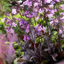 Roots Plants Perennials Penstemon 'Pristine Lilac Purple' | 10.5cm Pot