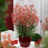 Roots Plants Perennials Penstemon Pristine Scarlet 10.5cm
