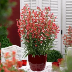 Roots Plants Perennials Penstemon Pristine Scarlet 10.5cm