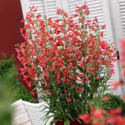 Roots Plants Perennials Penstemon Pristine Scarlet 10.5cm
