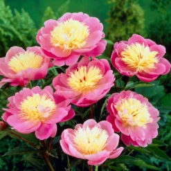Roots Plants Peony 'Bowl Of Beauty' | 3L Pot Perennials
