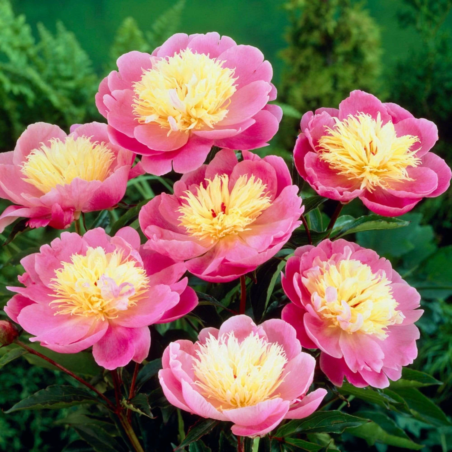 Roots Plants Peony 'Bowl Of Beauty' | 3L Pot Perennials 3 Roots Plants Peony 'Bowl Of Beauty' | 3L Pot Perennials