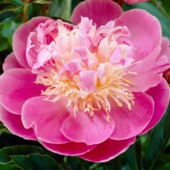 Roots Plants Peony 'Bowl Of Beauty' | 3L Pot Perennials