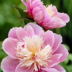 Roots Plants Peony 'Bowl Of Beauty' | 3L Pot Perennials 7 Roots Plants Peony 'Bowl Of Beauty' | 3L Pot Perennials