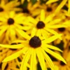 Roots Plants Rudbeckia 'Goldsturm' Perennials