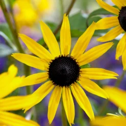 Roots Plants Rudbeckia 'Goldsturm' Perennials