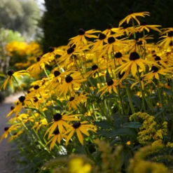Roots Plants Rudbeckia 'Goldsturm' Perennials