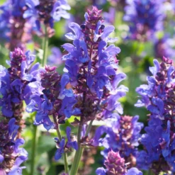 Roots Plants Perennials Salvia 'Blue Marvel'
