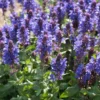 Roots Plants Perennials Salvia 'Fashionista Midnight Model' | 10.5cm Pot