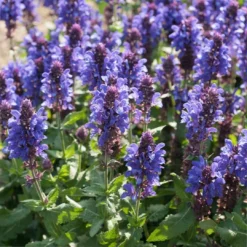Roots Plants Perennials Salvia 'Fashionista Midnight Model' | 10.5cm Pot