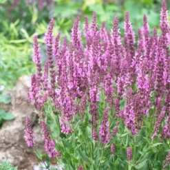 Roots Plants Perennials Salvia 'Fashionista Pretty In Pink' | 10.5cm Pot