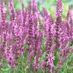 Roots Plants Perennials Salvia 'Fashionista Pretty In Pink' | 10.5cm Pot