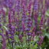 Roots Plants Salvia 'Salvatore Blue' | 10.5cm Pot Perennials