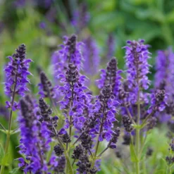 Roots Plants Salvia 'Salvatore Blue' | 10.5cm Pot Perennials