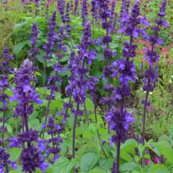 Roots Plants Salvia 'Salvatore Blue' | 10.5cm Pot Perennials