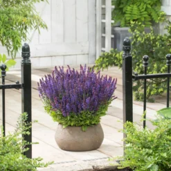 Roots Plants Perennials Salvia 'Synchro Blue' | 10.5cm Pot