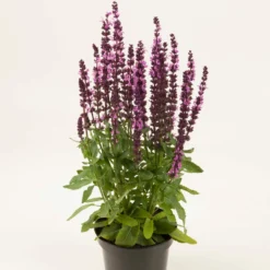 Roots Plants Salvia 'Synchro Pink' | 10.5cm Pot Perennials