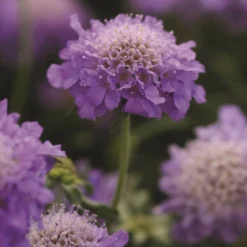 Roots Plants Scabious 'Blue Note' | 10.5cm Pot