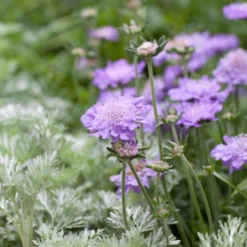 Roots Plants Scabious 'Blue Note' | 10.5cm Pot
