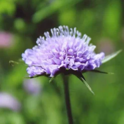 Roots Plants Scabious 'Blue Note' | 10.5cm Pot