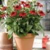 Roots Plants Echinacea 'Sombrero Salsa Red'