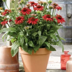 Roots Plants Echinacea 'Sombrero Salsa Red'