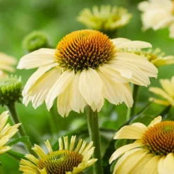 Roots Plants Echinacea 'Sombrero Lemon Yellow' Perennials